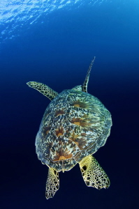 One of the few images of marine life that seems to look g... by Paul Colley 